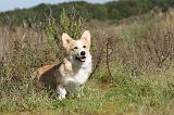 CORGI PEMBROKE 309